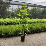 Zmeur Galben la ghiveci 2L - imagine 2