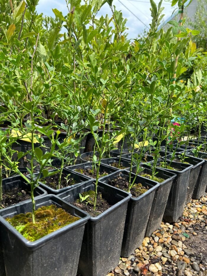 Lamai Citrus Trifoliata la ghiveci - imagine 4