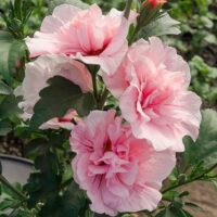 Transformă grădina ta într-un colț de vis cu Hibiscus syriacus Pink Chiffon. Flori unice, colorate în roz delicat. Comandă acum! 🛒🌸