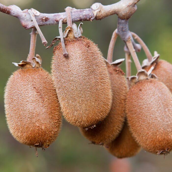 Dă viață grădinii tale cu planta de kiwi: o liană cu fructe gustoase și aspect atrăgător. Transformă-ți spațiul într-un paradis! 🌿🛒