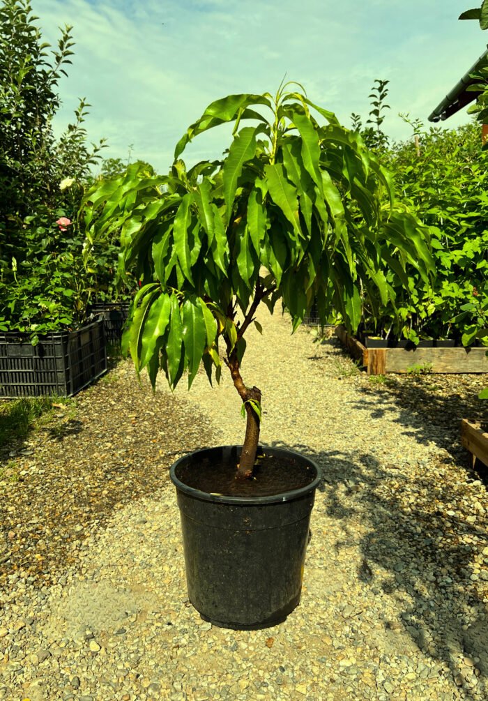 Nectarin pitic cu port înalt la ghiveci 7L - imagine 2