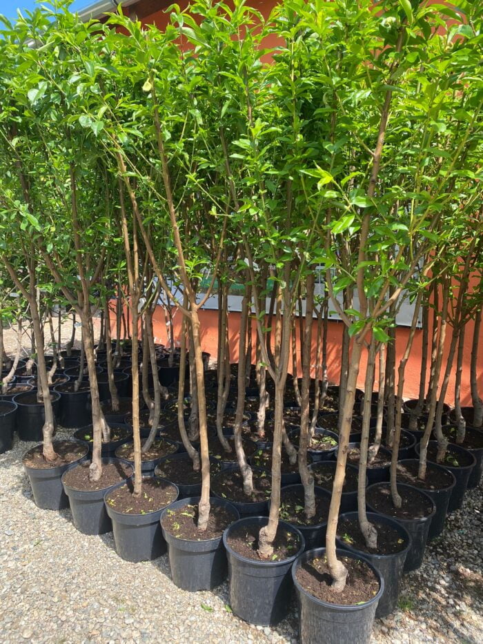 Piersic de Vie Roșu la ghiveci 10L - imagine 2