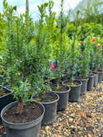 Taxus Baccata - Pepiniera Sosa
