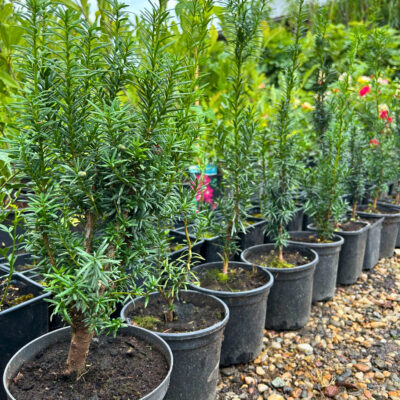 Taxus Baccata - Pepiniera Sosa