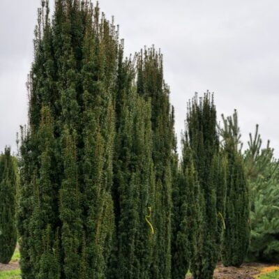 Transformați-vă grădina într-o oază de frumusețe cu Taxus Baccata. Alegeți un conifer ornamental de la noi și veți avea un peisaj impresionant! 🌿🛒