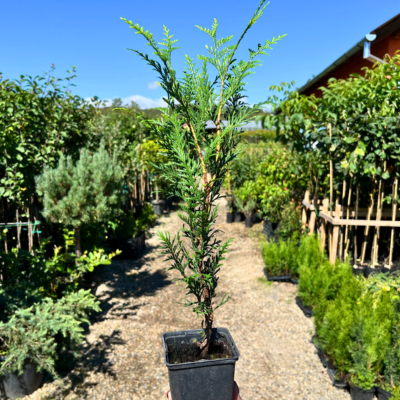 Tuia Atrovirens rasad - Pepiniera Sosa