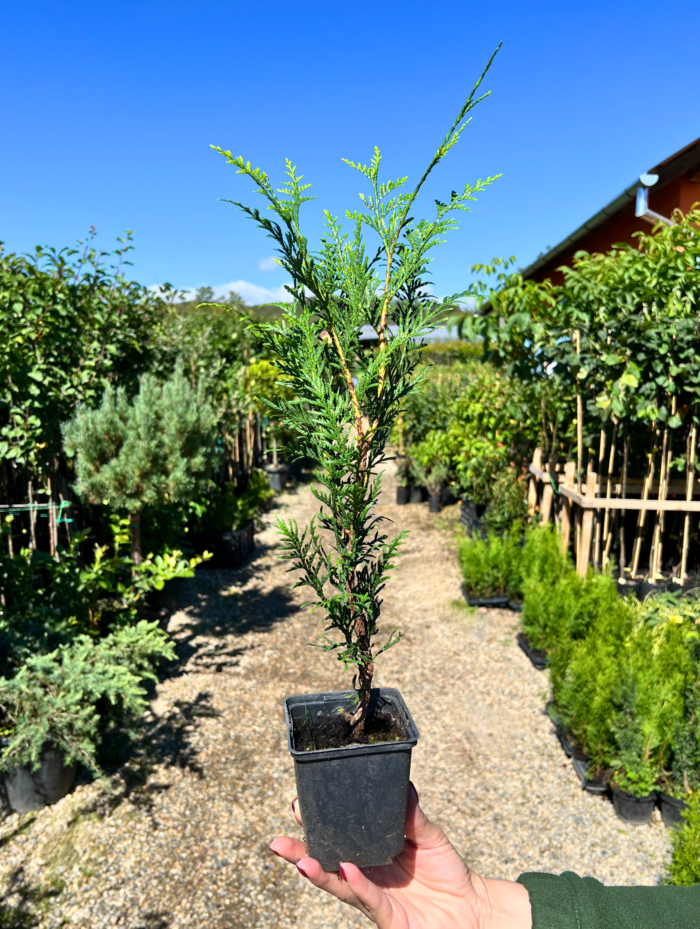 Tuia Atrovirens rasad - Pepiniera Sosa