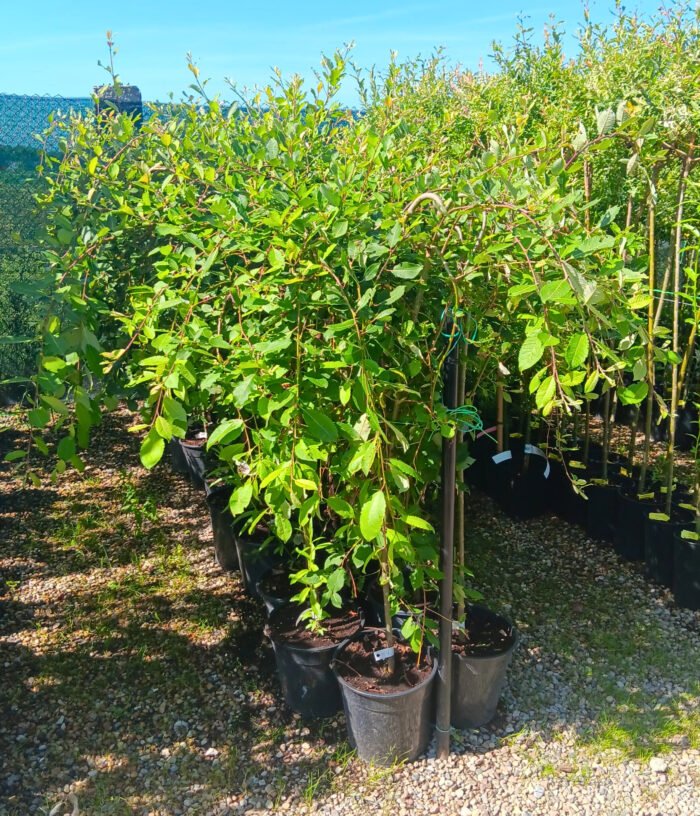 Salix Caprea Pendula la ghiveci 7L - imagine 2