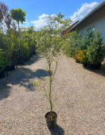 Arțar Butterfly la ghiveci - imagine 2