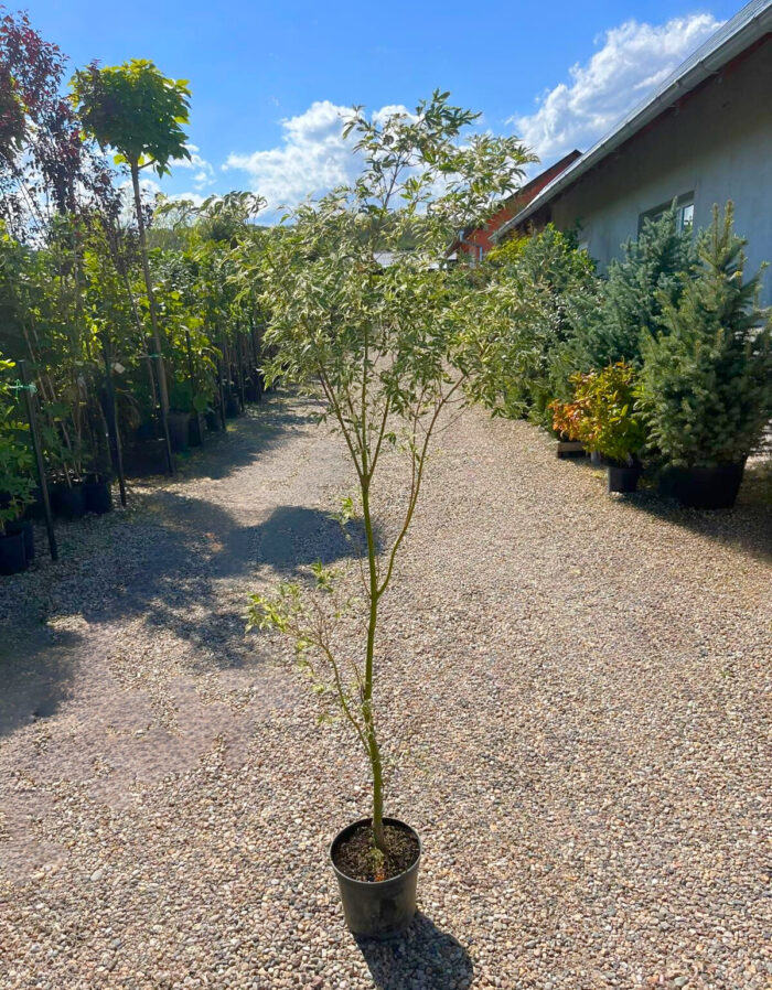 Arțar Butterfly la ghiveci - imagine 2