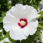 Hibiscus Alb la ghiveci
