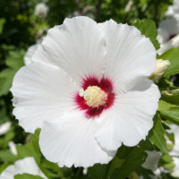Hibiscus Alb la ghiveci