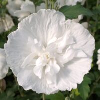 Îmbogățește-ți grădina cu Hibiscus syriacus White Chiffon. Flori mari și unice de un alb imaculat care vor încânta privirile tuturor! Cumpără acum! 🌼