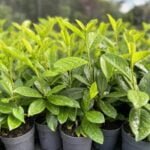 Prunus Laurocerasus Novita la ghiveci - imagine 2