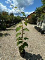 Kiwi autofertil – Anul 3, la ghiveci - imagine 2