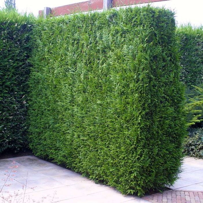 Tuia plicata Atrovirens - Soluția ideală pentru o grădină verde 🌿 👉️ Înfrumusețați grădina dvs. cu Tuia plicata Atrovirens, un conifer popular care crește în soluri umede și bine drenate. Cumpărați acum! 🌿🛒