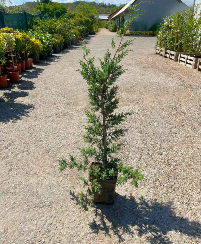 Juniperus la ghiveci - imagine 2