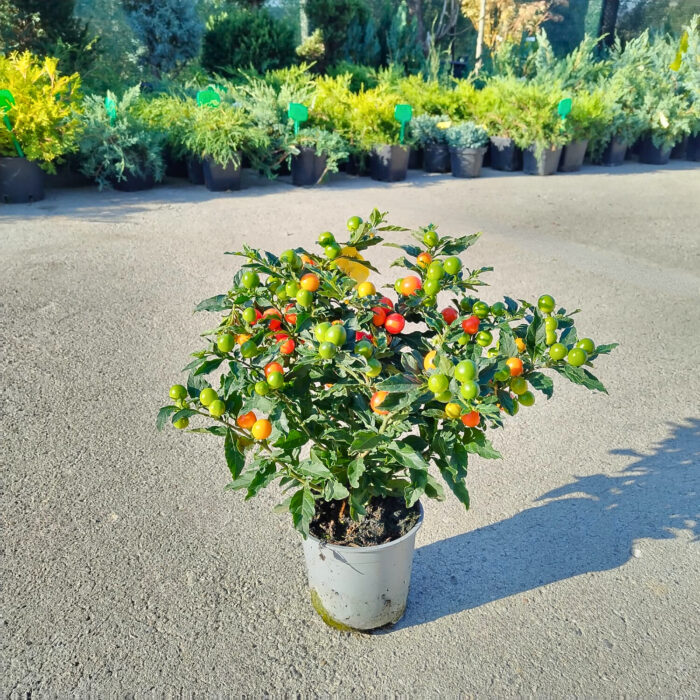 Solanum (Mărul Dragostei) la ghiveci - imagine 2