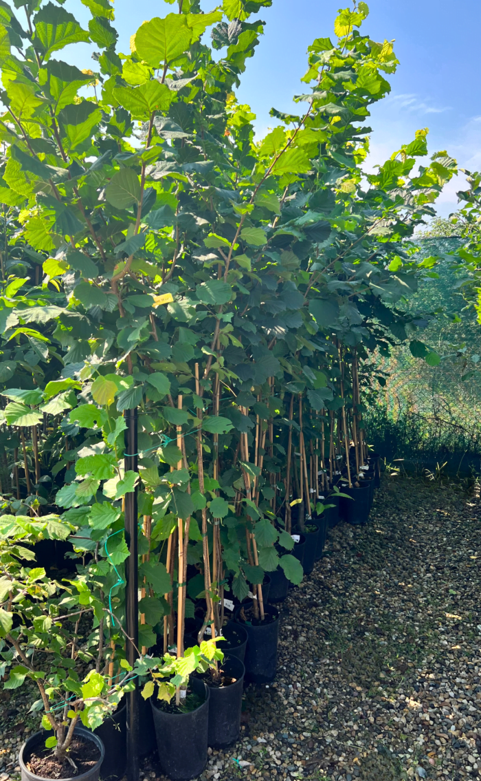 Alun Lungi de Landsberg la ghiveci - imagine 2