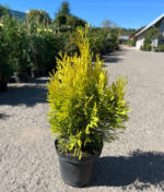 Tuia Plicata Gold la ghiveci - imagine 2