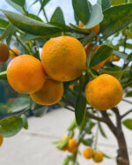 Citrus Calamondin la ghiveci - imagine 3