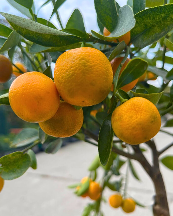 Citrus Calamondin la ghiveci - imagine 3