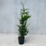 Cupressocyparis Leylandii la ghiveci - imagine 2