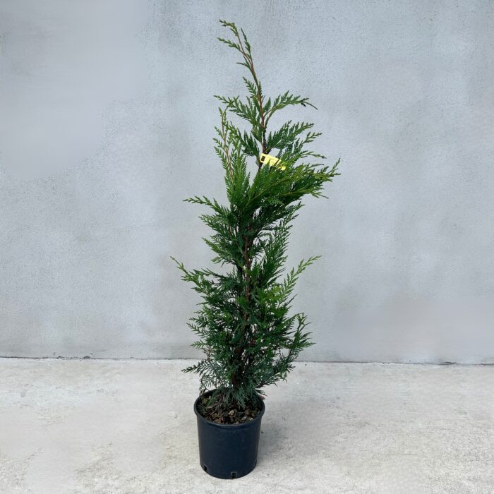 Cupressocyparis Leylandii la ghiveci - imagine 2