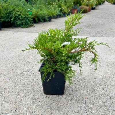 Juniperus Old Gold