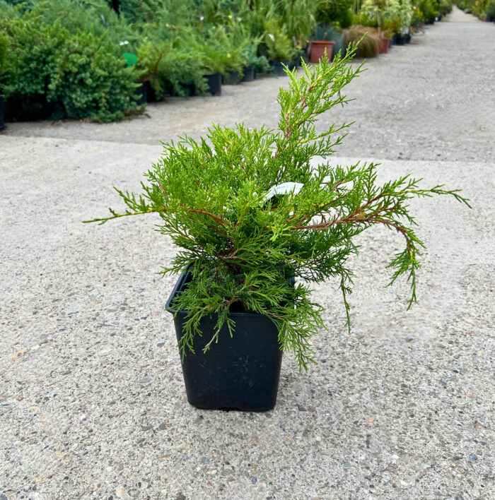 Juniperus Old Gold