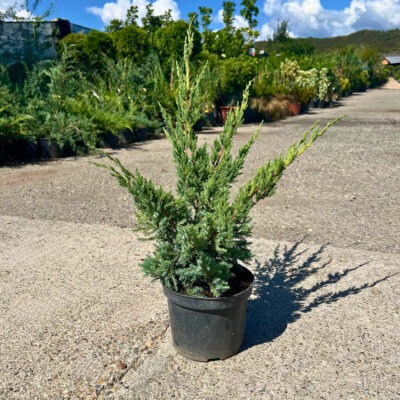 Juniperus Squamata Blue Compacta - Pepiniera Sosa