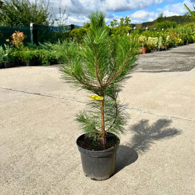 Pinus Nigra - Pepiniera Sosa