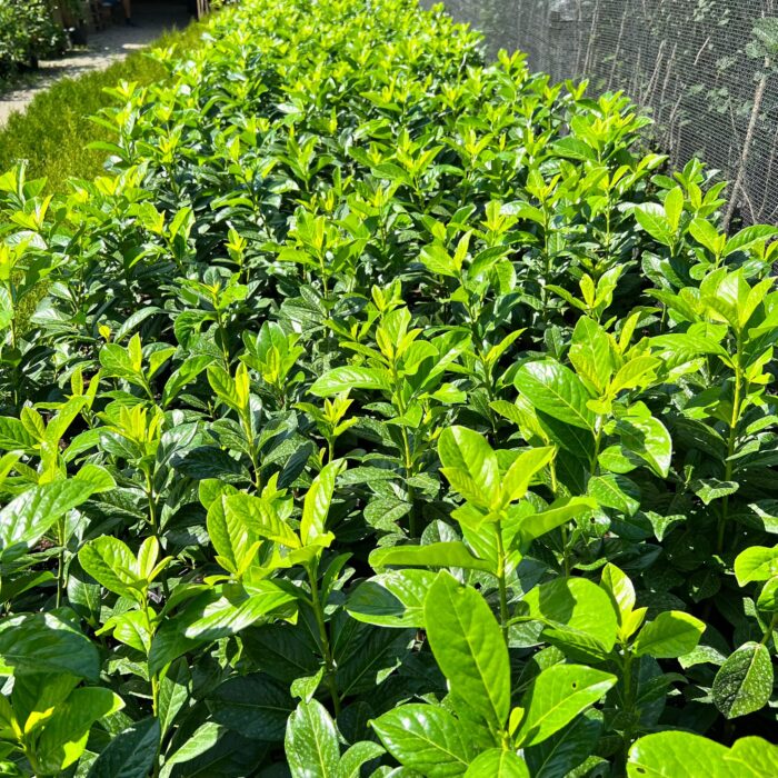 Prunus Laurocerasus Novita la ghiveci 2L - imagine 3