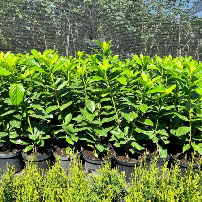 Prunus Laurocerasus Novita la ghiveci 2L - imagine 2