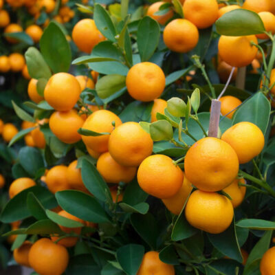 Citrus Calamondin la ghiveci