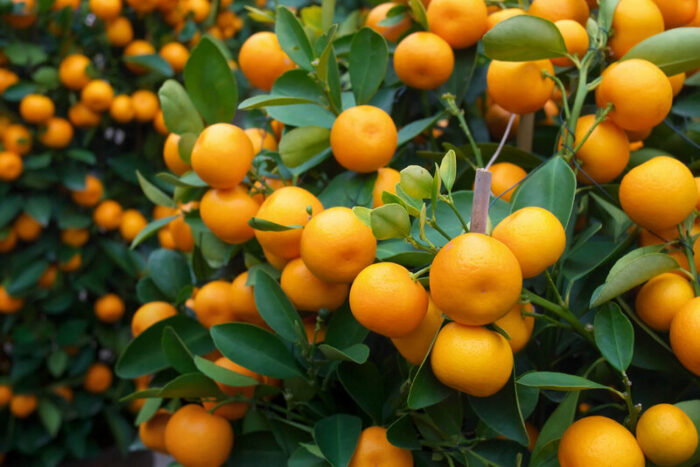 Citrus Calamondin la ghiveci - imagine 1
