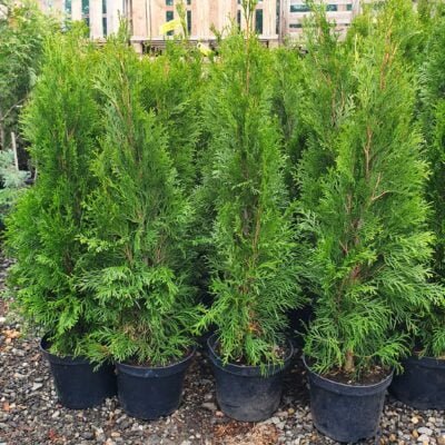Creați un colț de natură în grădina dvs. cu Tuia Smaragd. Garantați-vă o coroană densă și compactă cu acest conifer ușor de întreținut. 🌿🛒