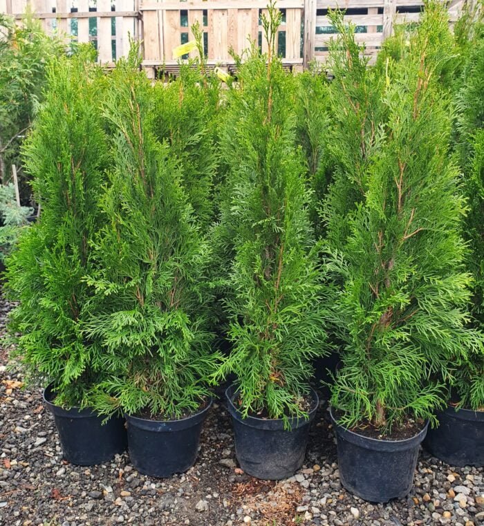 Tuia Smaragd - Conifer rezistent și ușor de îngrijit 🌿 Creați un colț de natură în grădina dvs. cu Tuia Smaragd. Garantați-vă o coroană densă și compactă cu acest conifer ușor de întreținut. 🌿🛒