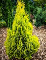 👉️ Punctul de atractie al gradinii tale - Tuia Plicata Gold! Frunzișul verde-galben strălucitor și forma conică îl fac un copăcel uimitor. Cumpără acum!