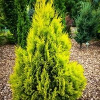 👉️ Punctul de atractie al gradinii tale - Tuia Plicata Gold! Frunzișul verde-galben strălucitor și forma conică îl fac un copăcel uimitor. Cumpără acum!