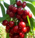 Cireș Stella arbore de dimensiuni medii, care poate atinge înălțimi de aproximativ 4-6 metri de culoare roșie cu o aromă dulce și bogată.Comandă acum! 🍒🛒