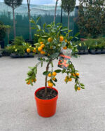 Citrus Calamondin la ghiveci - imagine 2