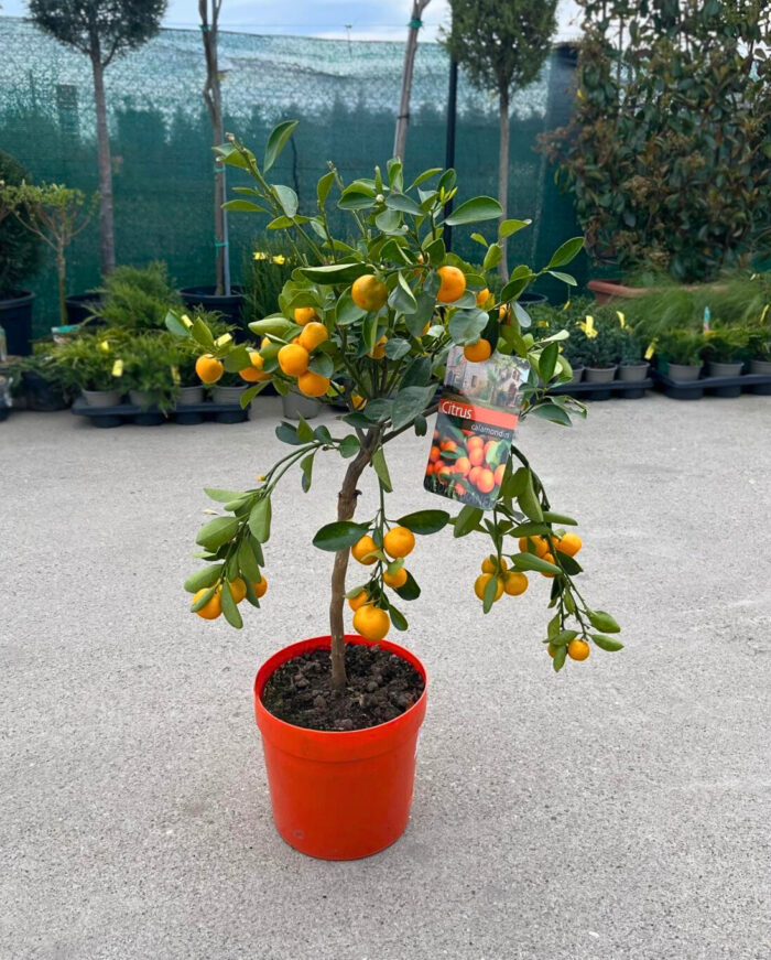Citrus Calamondin la ghiveci - imagine 2