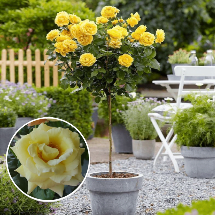Transformați grădina dvs. într-un paradis floral cu trandafir tip pomișor galben deschis la ghiveci! Alegeți o varietate compactă și ușor de îngrijit. 🛒