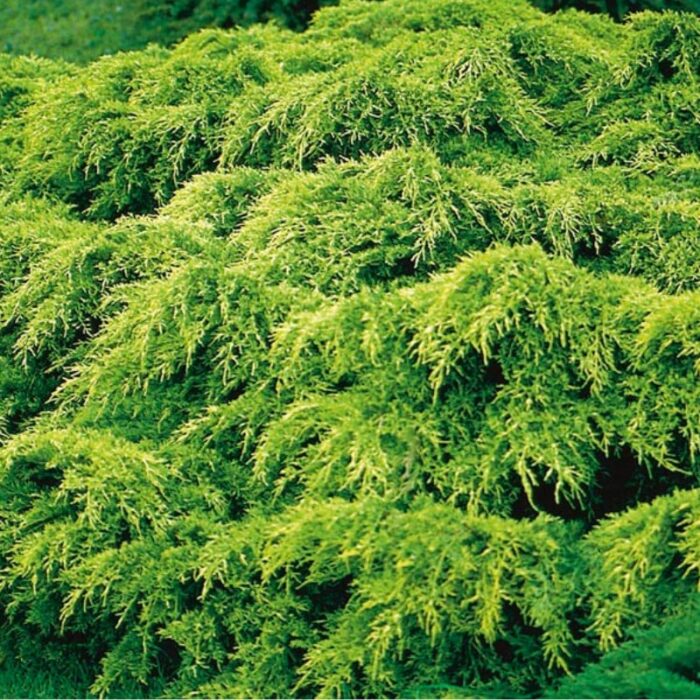 👉️ Schimba felul in care arata gradina ta cu Juniperus "Old Gold"! O planta deosebita, cu un frunzis auriu si reflexii uimitoare. Comanda acum! 🌿🛒