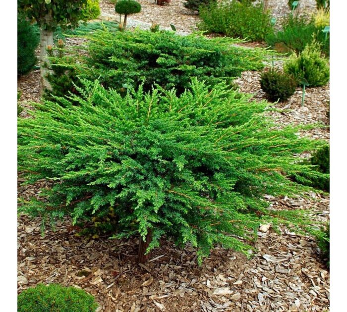 Juniperus la ghiveci - imagine 1