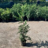 Cupressocyparis Leylandii la ghiveci