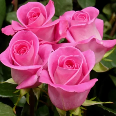 Bucură-te de frumusețe-TRandafir la ghiveci Mondiale. Culoarea roz și petalele încrețite conferă o notă elegantă grădinii tale! 🌸