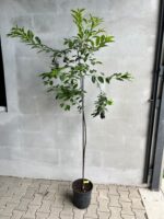 Prunus padus, Mălin la ghiveci - imagine 3