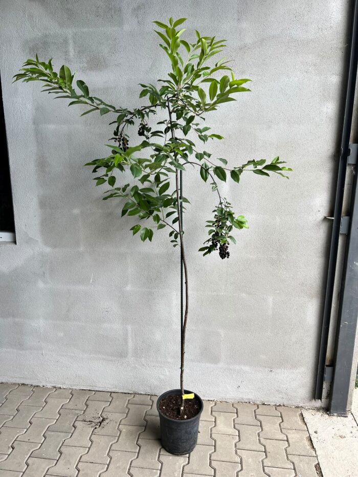 Prunus padus, Mălin la ghiveci - imagine 3